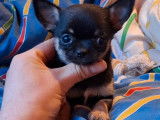 Des chiots Chihuahuas LOF à vendre
