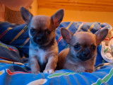 Des chiots Chihuahuas LOF à vendre
