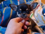 Des chiots Chihuahuas LOF à vendre