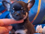 Des chiots Chihuahuas LOF à vendre