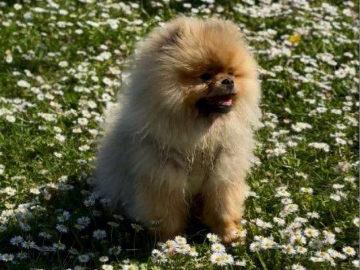 1 chien Spitz Nain fauve charbonné LOF disponible pour saillie