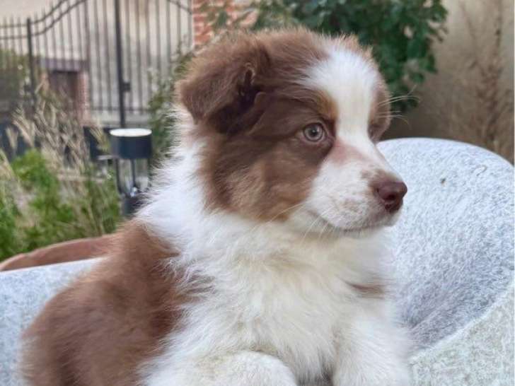 1 chiot mâle Berger Australien LOF à vendre