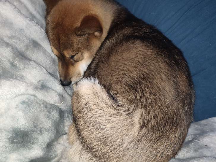 Mâle Shiba Inu sésame disponible pour saillie