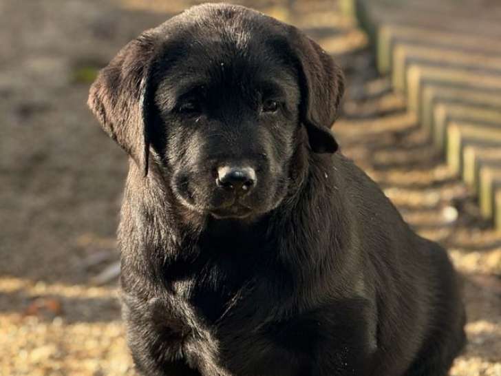 1 chiot femelle Labrador LOF à vendre