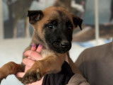 5 chiots Bergers Belges Malinois LOF &agrave; vendre, 2 m&acirc;les et 3 femelles de septembre 2025