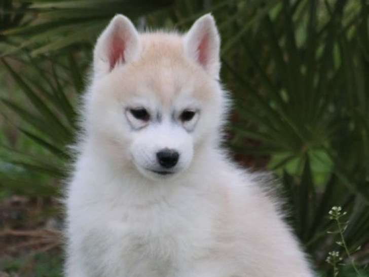 5 chiots Huskies Sibériens LOF à réserver