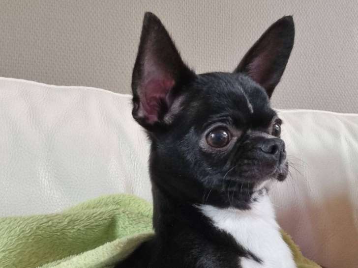 Chienne Chihuahua adulte à vendre