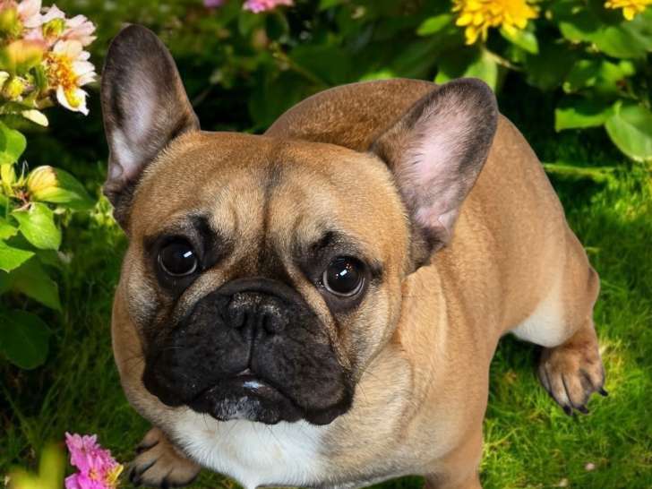 Femelle Bouledogue français adulte à vendre