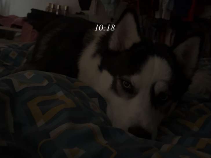 Jeune Husky à vendre