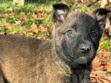 &Agrave; r&eacute;server, 10 chiots Berger Belge Malinois LOF