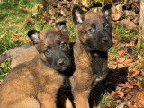 &Agrave; r&eacute;server, 10 chiots Berger Belge Malinois LOF