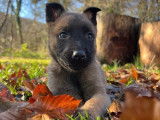&Agrave; r&eacute;server, 10 chiots Berger Belge Malinois LOF