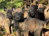 &Agrave; r&eacute;server, 10 chiots Berger Belge Malinois LOF