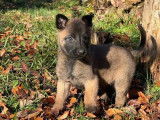 &Agrave; r&eacute;server, 10 chiots Berger Belge Malinois LOF