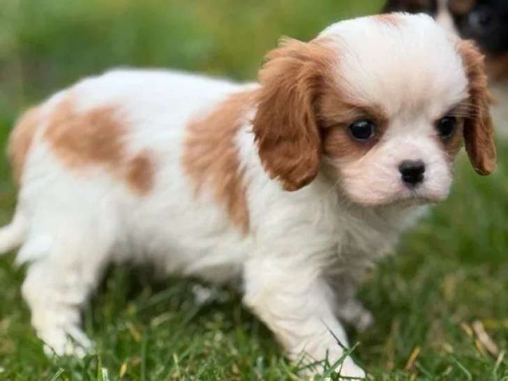 1 chiot mâle Cavalier King Charles LOF à réserver