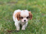 1 chiot mâle Cavalier King Charles LOF à réserver
