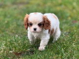 1 chiot mâle Cavalier King Charles LOF à réserver