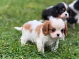 1 chiot mâle Cavalier King Charles LOF à réserver