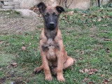 Chiot m&acirc;le Berger Belge Malinois fauve charbonn&eacute; LOF &agrave; vendre
