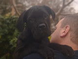 Des chiots Cane Corso femelles disponibles &agrave; la vente (LOF)