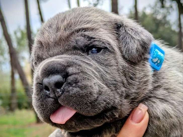 Chiots Cane Corso à réserver (LOF)