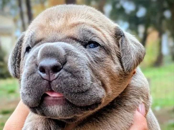 Des chiots Cane Corso disponibles à l’achat (LOF)