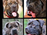 Des chiots Cane Corso disponibles à l’achat (LOF)