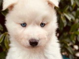 Chiots Husky Sibérien LOF à réserver