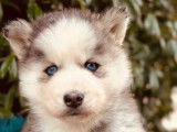 Chiots Husky Sibérien LOF à réserver