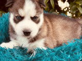 Chiots Husky Sibérien LOF à réserver