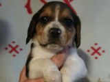 1 chiot m&acirc;le Beagle tricolore LOF &agrave; r&eacute;server