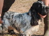 Chien m&acirc;le Cocker Spaniel Anglais adulte noir &agrave; vendre (LOF)