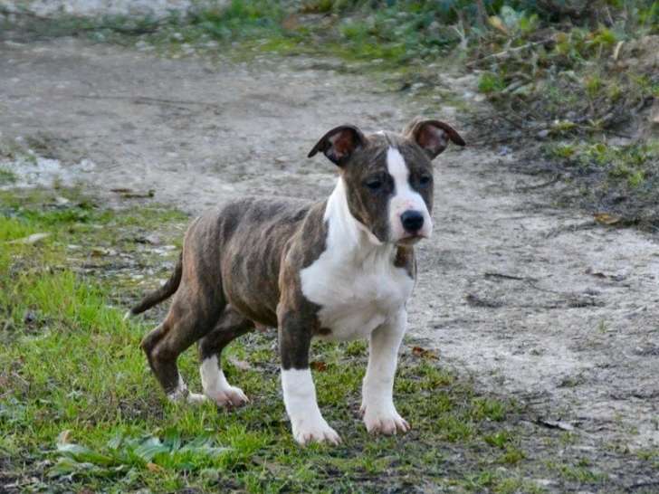 6 chiots American Staffordshire Terrier LOF à vendre