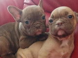 3 chiots Bouledogue Fran&ccedil;ais LOF &agrave; vendre