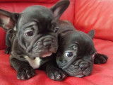 4 chiots Bouledogue Fran&ccedil;ais disponibles &agrave; la r&eacute;servation (LOF)