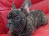 4 chiots Bouledogue Fran&ccedil;ais disponibles &agrave; la r&eacute;servation (LOF)