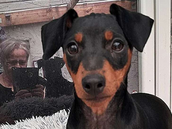 Chiot mâle Pinscher Nain mâle noir à vendre (non LOF)