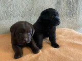 2 chiots m&acirc;les Labrador Retriever &agrave; r&eacute;server (LOF)