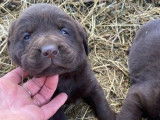 2 chiots mâles Labrador Retriever à réserver (LOF)