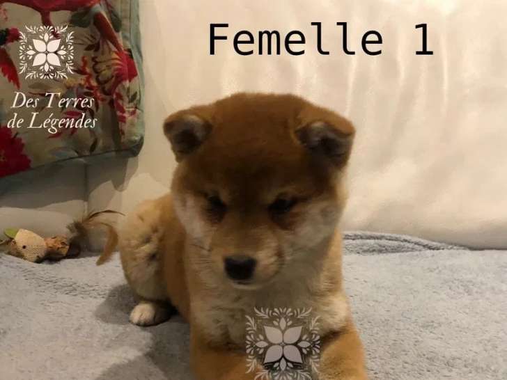 3 chiots Shiba Inu roux à vendre (LOF)