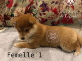 3 chiots Shiba Inu roux à vendre (LOF)