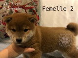 3 chiots Shiba Inu roux à vendre (LOF)