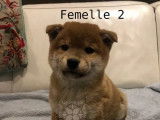 3 chiots Shiba Inu roux à vendre (LOF)