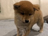 3 chiots Shiba Inu roux à vendre (LOF)