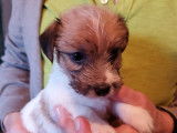 Chiots Jack Russel à poil dur à vendre