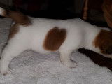Chiot Jack Russel &agrave; poil dur &agrave; vendre