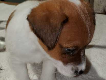Chiot Jack Russel &agrave; poil dur &agrave; vendre