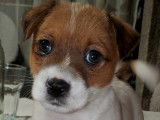 Chiot Jack Russel &agrave; poil dur &agrave; vendre