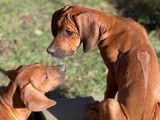 Chiots Rhodesian Ridgeback &agrave; vendre