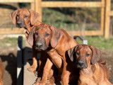 Chiots Rhodesian Ridgeback à vendre